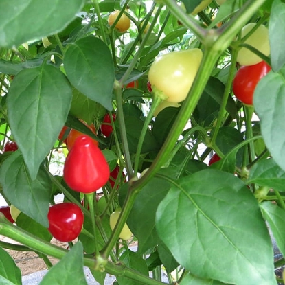 Picture of Spangles Chilli Pepper